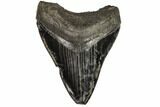 Serrated, Fossil Megalodon Tooth - Georgia #107256-1